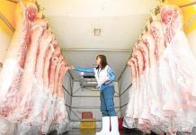 An officer from the meat inspection office of Marikina City inspects freshly slaughtered carcass inside a delivery van in this Aug. 15, 2024 photo. LYN RILLON/INQUIRER.NET PHOTO