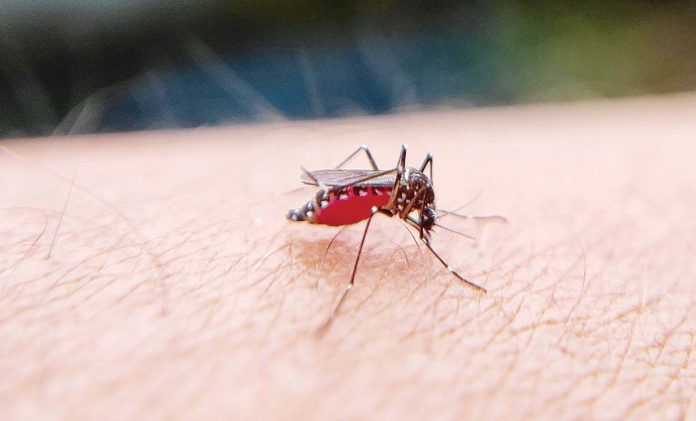 The Department of Health reported 269,467 dengue cases nationwide as of October 4, 2024.