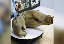 The harsh cold of Siberia has preserved this baby mammoth’s remains almost perfectly. REUTERS