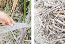 Ash fall now affects sugarcane farms in Negros Occidental following the eruption of Mt. Kanlaon on Monday, Dec. 9, 2024. PHOTOS COURTESY OF SRA