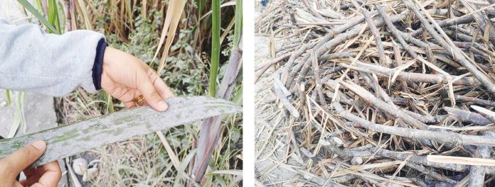 Ash fall now affects sugarcane farms in Negros Occidental following the eruption of Mt. Kanlaon on Monday, Dec. 9, 2024. PHOTOS COURTESY OF SRA