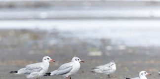 These black-headed gulls were recently spotted in the coastal mudflats of Cadiz City, Negros Occidental, particularly in Barangay Daga. JOSEPH CACERES PHOTO