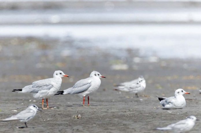 These black-headed gulls were recently spotted in the coastal mudflats of Cadiz City, Negros Occidental, particularly in Barangay Daga. JOSEPH CACERES PHOTO