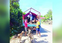 In La Castellana, Negros Occidental, residents within the 6-kilometer Expanded Danger Zone (EDZ) of the restless Kanlaon volcano are not only evacuating themselves but also ensuring the safety of their livestock. PHOTOS FROM OFFICE OF CIVIL DEFENSE - WESTERN VISAYAS