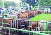 Cattle production in Western Visayas decreased by 4.6 percent in the third quarter of 2024. PHOTO COURTESY OF I LOVE LEON ILOILO FB PAGE