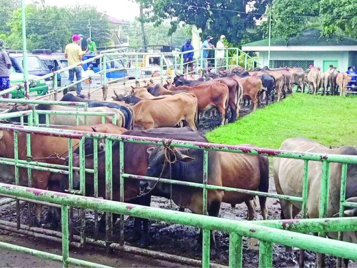 Cattle production in Western Visayas decreased by 4.6 percent in the third quarter of 2024. PHOTO COURTESY OF I LOVE LEON ILOILO FB PAGE