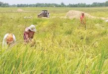 Palay is a cornerstone of Western Visayas’ agricultural economy and food security. Photo shows farmers harvesting palay in Bago City, Negros Occidental. PNA BACOLOD FILE PHOTO