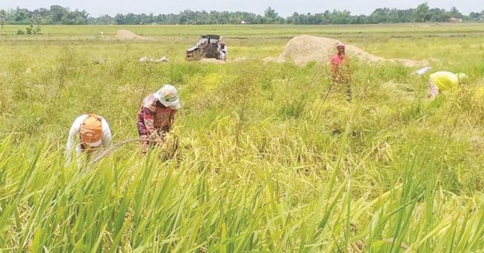 Palay is a cornerstone of Western Visayas’ agricultural economy and food security. Photo shows farmers harvesting palay in Bago City, Negros Occidental. PNA BACOLOD FILE PHOTO