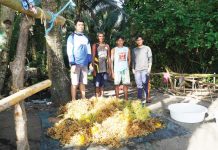 Joseph Faisan (leftmost) and Edcel Jed Samson (rightmost), together with their seaweed farmer cooperators at Pandan, Antique, pose with their freshly harvested Kappaphycus alvarezii grown from tissue-cultured seedlings. PHOTO BY JF ALDON