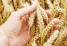 The Philippines’ demand for milling wheat is estimated to rise by 4.3 percent to 3.65 million metric tons while the forecast on feed wheat consumption is maintained at 3.45 million metric tons. INQUIRER.NET STOCK PHOTO