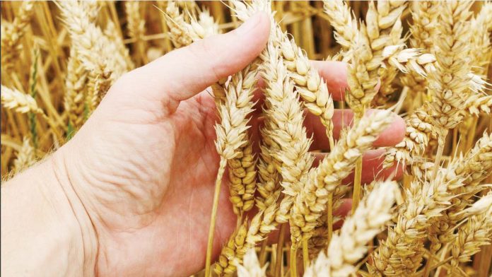 The Philippines’ demand for milling wheat is estimated to rise by 4.3 percent to 3.65 million metric tons while the forecast on feed wheat consumption is maintained at 3.45 million metric tons. INQUIRER.NET STOCK PHOTO