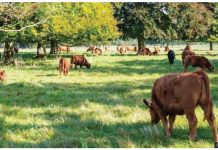 Brown cattle graze under trees. While it rarely affects humans, foot-and-mouth is highly contagious in pigs, sheep and cattle, as well as other cloven-hoofed animals. GETTY IMAGES