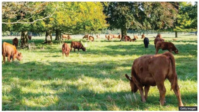 Brown cattle graze under trees. While it rarely affects humans, foot-and-mouth is highly contagious in pigs, sheep and cattle, as well as other cloven-hoofed animals. GETTY IMAGES