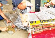 These bricks of marijuana worth around P1.8 million were discovered on Monday, Jan. 20, 2025, at a roll-on/roll-off (RoRo) booking outlet in Barangay Poblacion Ilawod, Panitan, Capiz. COAST GUARD STATION CAPIZ FB PHOTOS