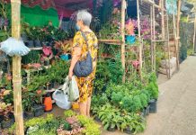 A garden show is a regular fixture of the annual Jaro fiesta in Iloilo City. It showcases beautiful ornamental plants. AJ PALCULLO/PN