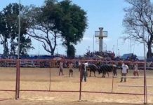 CLASH OF HORNS. This is a scene from San Joaquin, Iloilo’s controversial Pasungay Festival. The annual tradition, featuring carabaos and cows in staged battles, sparked a heated debate between cultural preservation advocates and animal welfare groups, with calls to end the practice citing alleged animal cruelty and gambling concerns. Screenshot from live video of Atty. Joe Abad Sicabalo Lazaro, Jr. Facebook Account