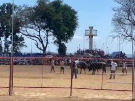 CLASH OF HORNS. This is a scene from San Joaquin, Iloilo’s controversial Pasungay Festival. The annual tradition, featuring carabaos and cows in staged battles, sparked a heated debate between cultural preservation advocates and animal welfare groups, with calls to end the practice citing alleged animal cruelty and gambling concerns. Screenshot from live video of Atty. Joe Abad Sicabalo Lazaro, Jr. Facebook Account