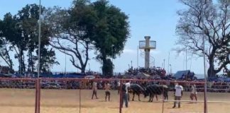 CLASH OF HORNS. This is a scene from San Joaquin, Iloilo’s controversial Pasungay Festival. The annual tradition, featuring carabaos and cows in staged battles, sparked a heated debate between cultural preservation advocates and animal welfare groups, with calls to end the practice citing alleged animal cruelty and gambling concerns. Screenshot from live video of Atty. Joe Abad Sicabalo Lazaro, Jr. Facebook Account