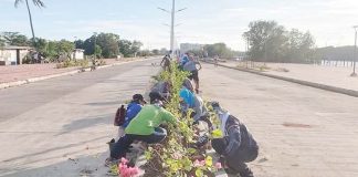 Personnel of the Iloilo City Government Beautification Program planted ornamental plants on the center island of Iloilo Sunset Boulevard, providing a fresh sight for viewers and passersby. ILOILO CITY GOV'T BEAUTIFICATION PROGRAM/FB PHOTO