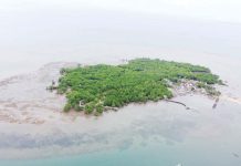 The Suyac Island Mangrove Eco-Park is the home of one of the oldest and biggest Sonneratia alba mangroves in Negros Island, and considered the first fully community-based eco-tourism site established by the Sagay City Government. SAGAY CITY LGU PHOTO