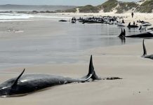 False killer whales have beached in the north-west corner of Tasmania. Tasmania Department of Environment