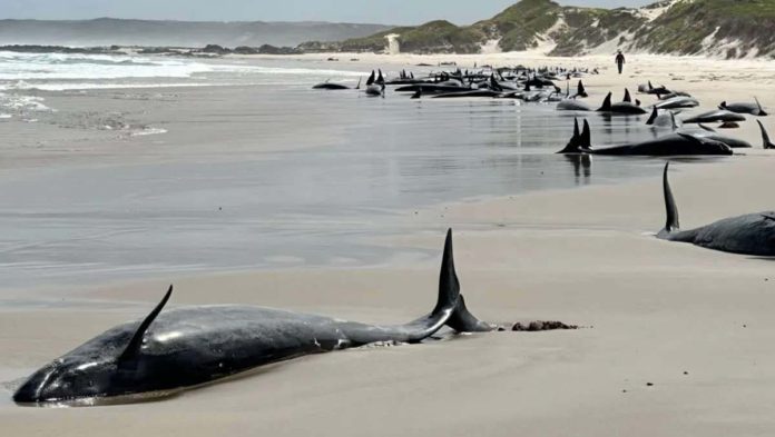 False killer whales have beached in the north-west corner of Tasmania. Tasmania Department of Environment