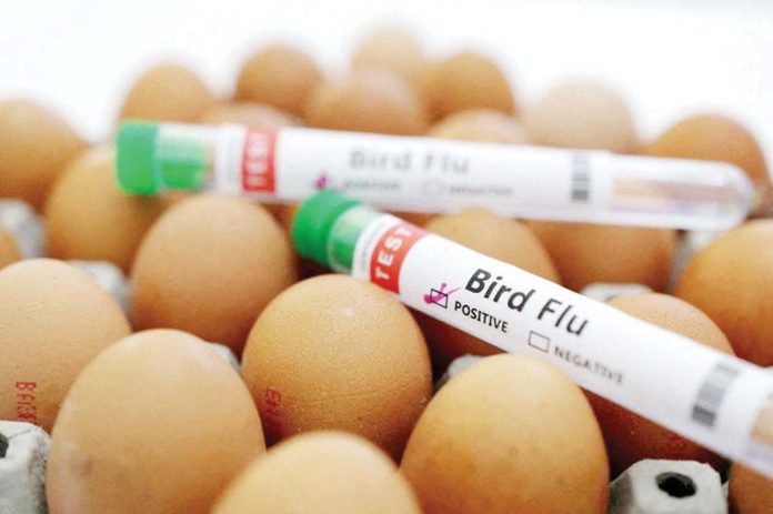 The Department of Agriculture is taking proactive measures to stabilize the egg supply and curb potential price hikes amid concerns over bird flu. GMA NEWS ONLINE FILE PHOTO