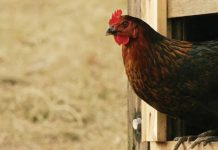 At the site of the Shropshire farm outbreak, the killing and disposal of a million egg-laying birds continues. Photo shows a brown chicken with a red plume emerging from a wooden doorway. GETTY IMAGES