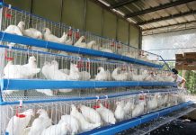 Western Visayas’ layer chicken inventory reached 1,847,590 in the fourth quarter of 2024. PHOTO COURTESY OF PIA