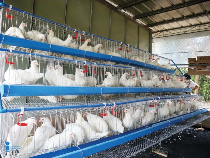 Western Visayas’ layer chicken inventory reached 1,847,590 in the fourth quarter of 2024. PHOTO COURTESY OF PIA