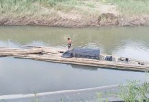 Around 900 bamboo poles valued at approximately P31,500 were seized at Mambusao River in Sigma, Capiz. DENR 6 PHOTO