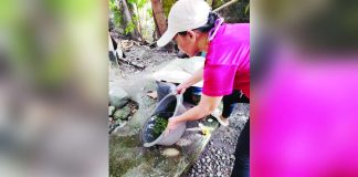 Barangay Health Workers, along with residents of Barangay Casalsagan, Pototan, Iloilo, are seen draining containers with stagnant water as part of the “search and destroy” efforts to eliminate mosquito breeding sites. Barangay Casalsagan is one of many barangays in Iloilo Province actively participating in the “Alas-Kwatro Kontra Dengue Mosquito” campaign. Photo from Pototan Rural Health Unit Birthing Center & Primary Healthcare Facility Facebook Page