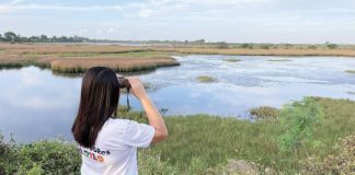 BIRD-WATCHING FOR CONSERVATION. In celebration of World Wetlands Day, the Iloilo Provincial Government Environment and Natural Resources Office led a bird-watching activity in Barangay Talauguis, Zarraga, Iloilo. The wetland serves as a vital habitat for migratory birds, including egrets, showing the province’s rich biodiversity and underscoring the need for conservation efforts. PENRO-LGU ILOILO IPG