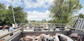 The local government unit (LGU) of San Miguel, Iloilo delivered the purchased sentinel pigs to qualified farmers in their respective barangays. Each farmer received two sentinel pigs. The Iloilo provincial government provided the funding for the purchase of the pigs as part of the African Swine Fever (ASF) Recovery Program. PHOTO FROM BALITA HALIN SA KAPITOLYO