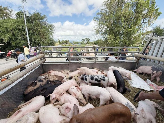 The local government unit (LGU) of San Miguel, Iloilo delivered the purchased sentinel pigs to qualified farmers in their respective barangays. Each farmer received two sentinel pigs. The Iloilo provincial government provided the funding for the purchase of the pigs as part of the African Swine Fever (ASF) Recovery Program. PHOTO FROM BALITA HALIN SA KAPITOLYO