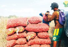 Onion growers in Tarlac pile sacks of harvested onions. Central Luzon contributes 55 percent to the country's onion production, the highest among the regions. PIA/DA CENTRAL LUZON