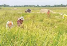 Western Visayas produced 818,569 metric tons of palay in the last quarter of 2024. Photo shows farmers harvesting palay in Bago City, Negros Occidental. PNA BACOLOD FILE PHOTO