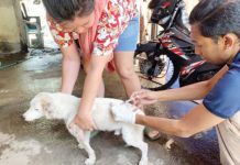 A pet dog is vaccinated against rabies by the Bacolod City Veterinary Office (CVO) in this undated photo. The CVO on Tuesday, Feb. 18, 2025, urged dog owners to register their pets in compliance with an existing city ordinance and to strengthen the local anti-rabies program. BACOLOD CITY PIO PHOTO