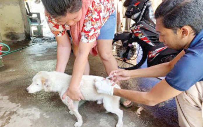 A pet dog is vaccinated against rabies by the Bacolod City Veterinary Office (CVO) in this undated photo. The CVO on Tuesday, Feb. 18, 2025, urged dog owners to register their pets in compliance with an existing city ordinance and to strengthen the local anti-rabies program. BACOLOD CITY PIO PHOTO