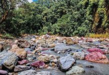 The Sibalom Natural Park in Antique is home to Panay Island's last lowland rainforest which supplies drinking water to five towns and irrigates 5,500 hectares of rice fields. It is also home to 76 bird species, including the endemic Negros bleeding-heart and rare wildlife like the Visayan spotted deer. PHOTO COURTESY OF DOT WESTERN VISAYAS