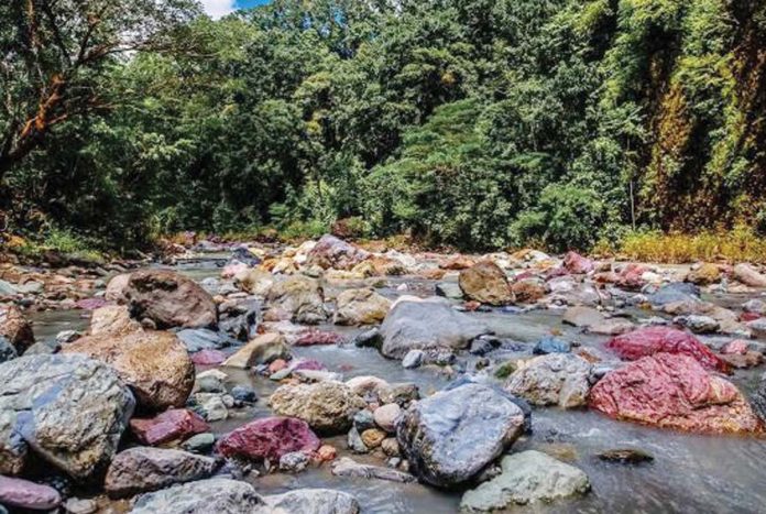 The Sibalom Natural Park in Antique is home to Panay Island's last lowland rainforest which supplies drinking water to five towns and irrigates 5,500 hectares of rice fields. It is also home to 76 bird species, including the endemic Negros bleeding-heart and rare wildlife like the Visayan spotted deer. PHOTO COURTESY OF DOT WESTERN VISAYAS