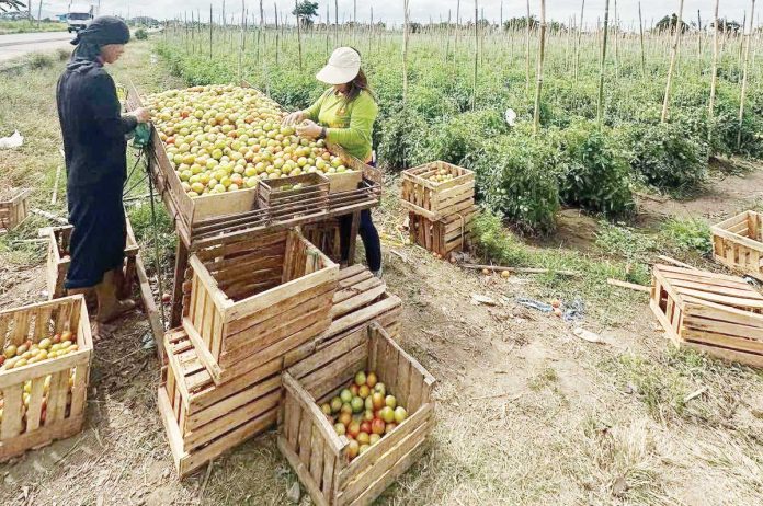 Excess supply of tomatoes is being given away for free in Bongabon, Nueva Ecija. The farmgate price of tomatoes has dropped to P4 per kilo, according to Samahang Industriya ng Agrikultura (SINAG). SINAG PHOTO