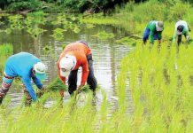 As the dry season is set to start, the National Irrigation Administration sees no problem with the irrigation water supply. PHOTO COURTESY OF ABS-CBN NEWS