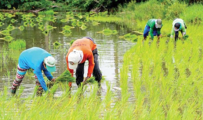 As the dry season is set to start, the National Irrigation Administration sees no problem with the irrigation water supply. PHOTO COURTESY OF ABS-CBN NEWS