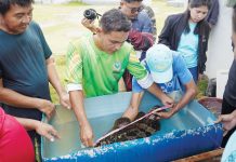 The Ministry of Agriculture, Fisheries, and Agrarian Reform-Bangsamoro Autonomous Region in Muslim Mindanao partnered with the Southeast Asian Fisheries Development Center to train its extension workers and local fishers in marine fish farming. EV ANTOLINO PHOTO